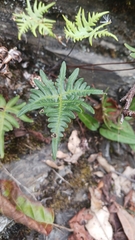 Aleuritopteris argentea