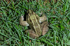 Leptodactylus latrans