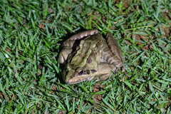 Leptodactylus latrans