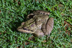 Leptodactylus latrans