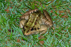 Leptodactylus latrans