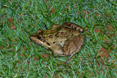 Leptodactylus latrans