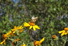 Heliopetes omrina