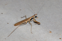 Eumusonia