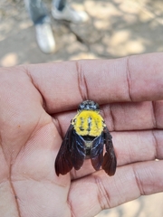 Xylocopa ruficornis