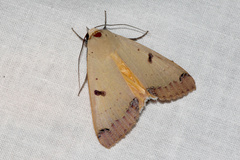 Ophiusa parcemacula