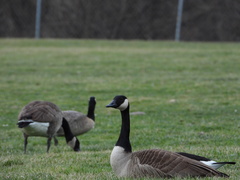 Branta canadensis