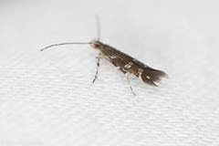 Cosmopterix pulchrimella