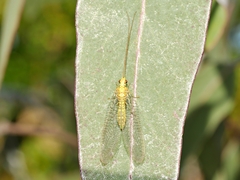 Italochrysa insignis