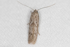 Hypatopa punctiferella
