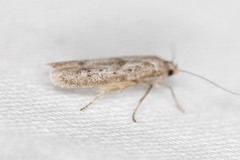 Hypatopa punctiferella