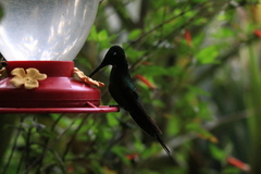 Heliodoxa imperatrix