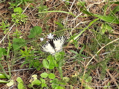 Zerynthia deyrollei