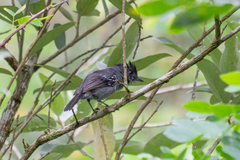 Thamnophilus caerulescens