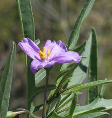 Solanum laciniatum