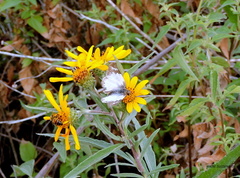 Heliopetes omrina