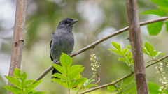 Thamnophilus caerulescens