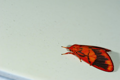 Matsumursine horishanella