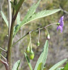 Solanum laciniatum