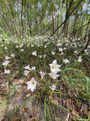 Zephyranthes robusta
