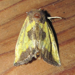 Stiria intermixta