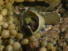 Clibanarius taeniatus