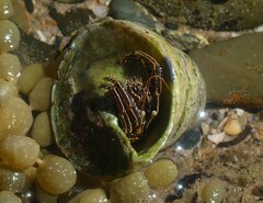 Clibanarius taeniatus