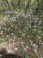Zephyranthes robusta