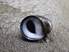 Nerita atramentosa