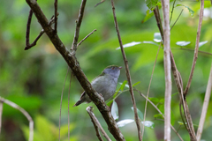 Ilicura militaris