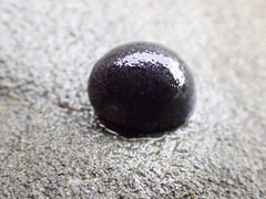 Nerita atramentosa