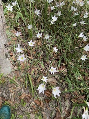 Zephyranthes robusta