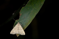 Herminia undulata