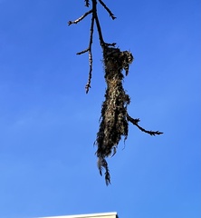 Psaltriparus minimus minimus