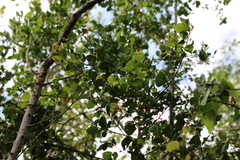 Sideroxylon obovatum