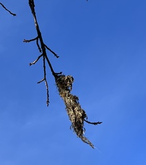 Psaltriparus minimus minimus