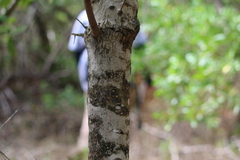 Sideroxylon obovatum