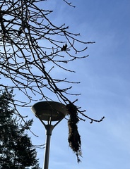 Psaltriparus minimus minimus