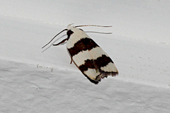 Zonopetala divisella