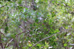 Sideroxylon obovatum