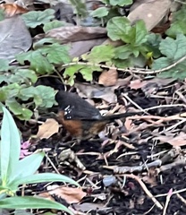 Pipilo maculatus oregonus