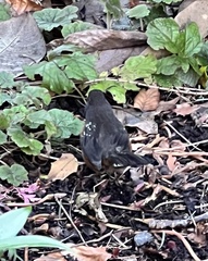 Pipilo maculatus oregonus