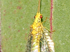 Italochrysa insignis