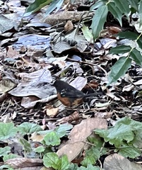 Pipilo maculatus oregonus