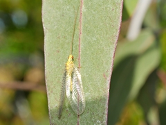Italochrysa insignis