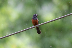 Sporophila angolensis