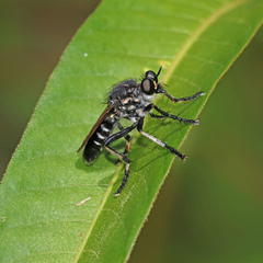Thereutria pulchra