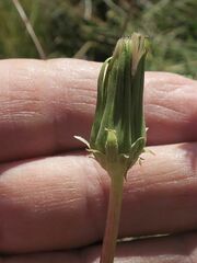 Taraxacum aristum