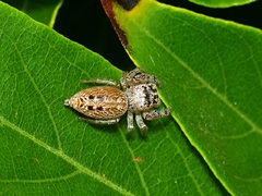 Opisthoncus nigrofemoratus