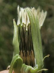 Taraxacum aristum
